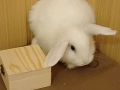 -猫猫幼稚园·撸猫·桌游·电玩
