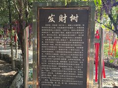 -瑞丽独树成林风景区