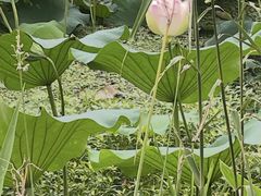 -昆山城市生态森林公园