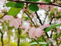 -上海共青森林公园