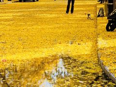-三里屯东五街银杏大道