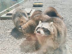 -秦皇岛野生动物园
