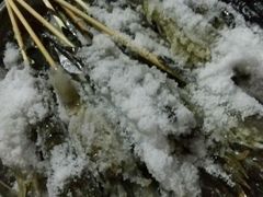 -小象钓虾·营地烧烤(洛溪店)