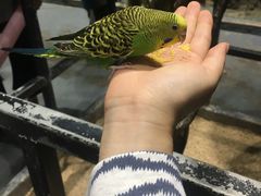 -zoonana室内动物园(东方福来德店)