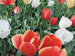 -洛阳郁金香牡丹园