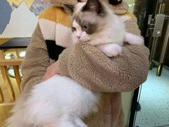 -滚猫咖啡·猫咖·猫友好撸猫(未来城店)