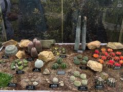 -中国科学院西双版纳热带植物园