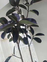 -HEYAN荷妍专业脱毛连锁机构
