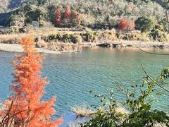 -小芝红树林