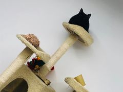 -浣熊柯尔鸭土拨鼠·电玩咖