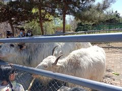 -长白岛森林公园