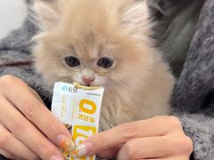 -北京观赏动物医院·24小时大型综合·猫专科·异宠专科