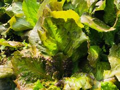 -农家小院土菜馆(斩坑桥店)