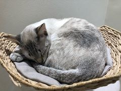 -藏猫猫咖啡主题馆(中央大道店)