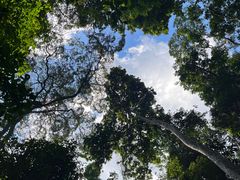 -西双版纳原始森林公园