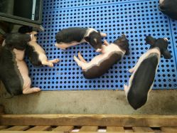 -萌宠亲子动物乐园(槐房万达店)