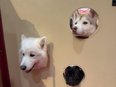 -和它·交个朋友·狗咖猫咖(爱琴海店)