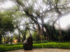 -瑞丽独树成林风景区