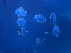 -太平洋海底世界