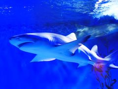 -太平洋海底世界