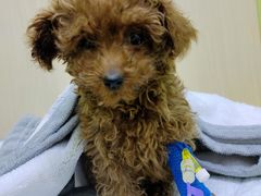 -美联众合动物医院·24h转诊中心