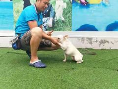 -宠物寄养训练学校