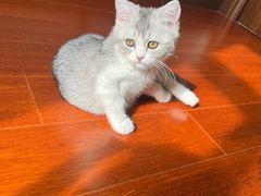-伟伟宠物医院·瑞派猫友好医院·猫科(光谷店)