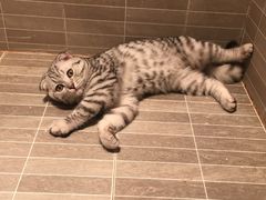 -芭比堂动物医院·犬猫全科·异宠专科(雁塔分院)