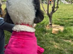 -爪吧宠物乐园 (温榆河示范区店)