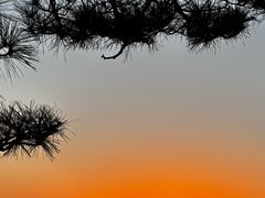 -黄山排云型旅酒店餐厅