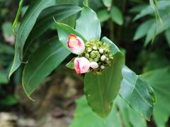 -中国科学院华南植物园