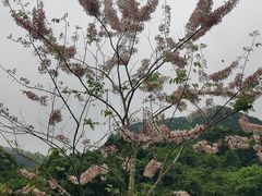 -马峦山郊野公园