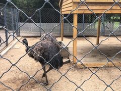 -长白岛森林公园