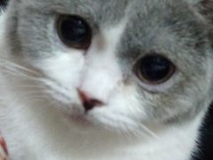 -宠颐生宠物医院·心肾内科·猫专科诊疗中心宠巢店