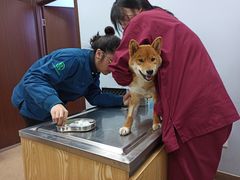 -瑞派·关忠动物医院·异宠专科·犬猫肿瘤·皮肤专科(望京店)