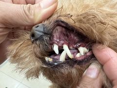 -宠福鑫康馨动物医院·骨科·眼科