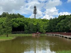 -番禺大夫山森林公园