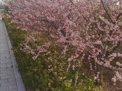 -枫千叶精致料理