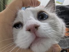 -达爱动物医院·犬猫分区·CT·复杂眼科(远洋山水分院)