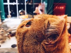 -飞行喵MR PILOT|猫舍·猫咖(静安大融城店)