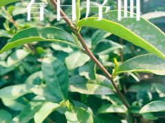 -树山生态村