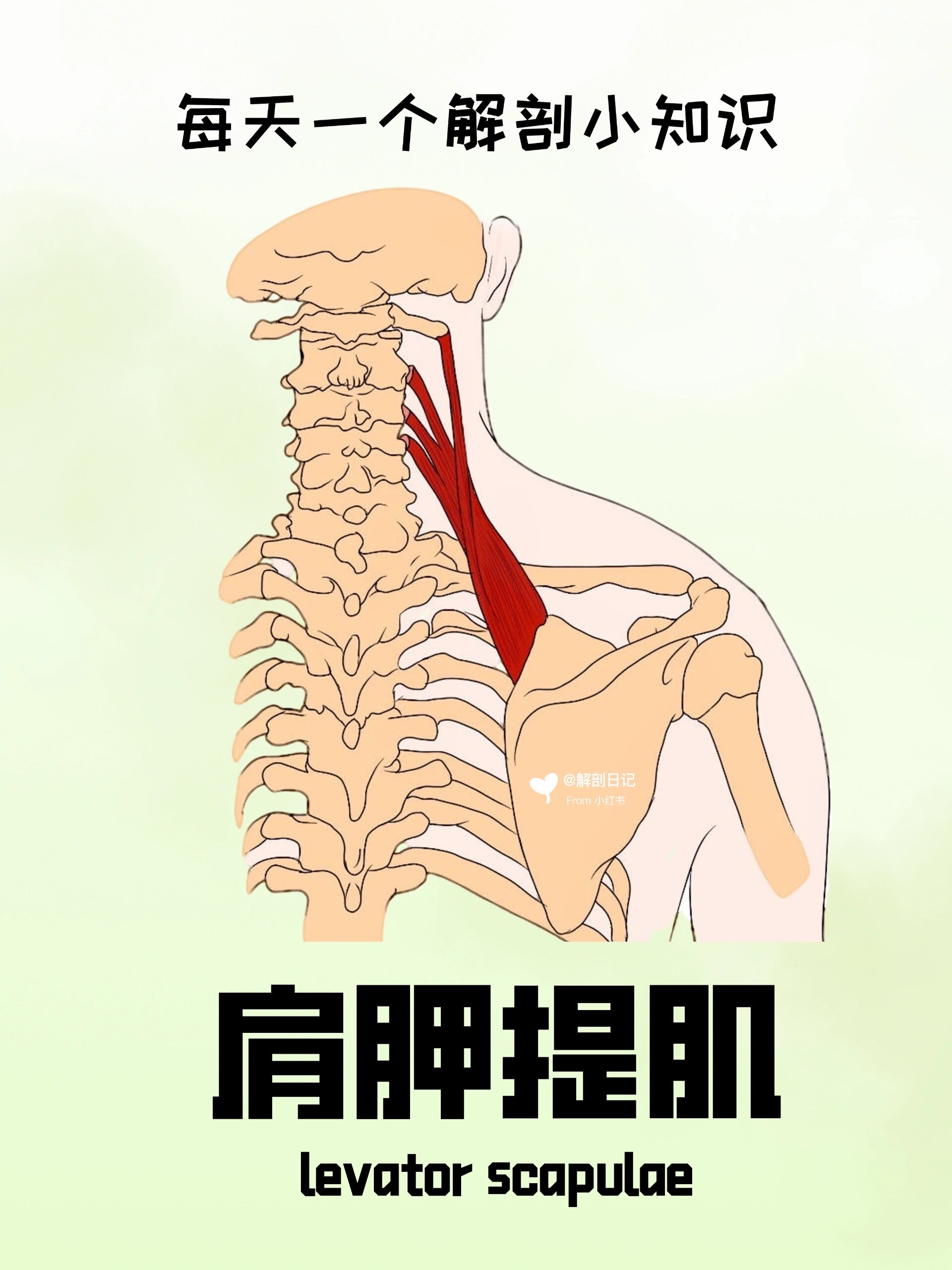 肩胛提肌