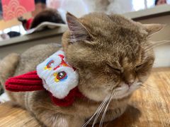 -猫小院猫主题餐厅(南锣旗舰店)