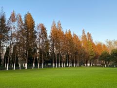 -合肥滨湖国家森林公园