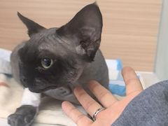 -达爱动物医院·犬猫分区·CT·复杂眼科(远洋山水分院)