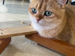 -藏猫猫咖啡主题馆(中央大道店)