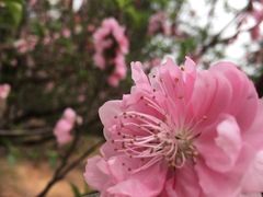 -南国桃园旅游度假区