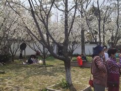 -杭州湾海上花田景区