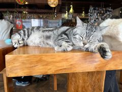 -蓝鲸·缅因猫舍