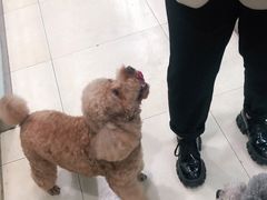 -宠福鑫康馨动物医院·骨科·眼科